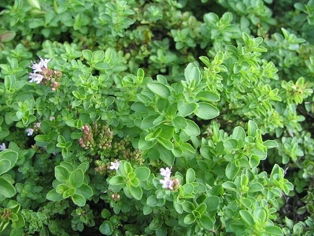 oregano in a pot