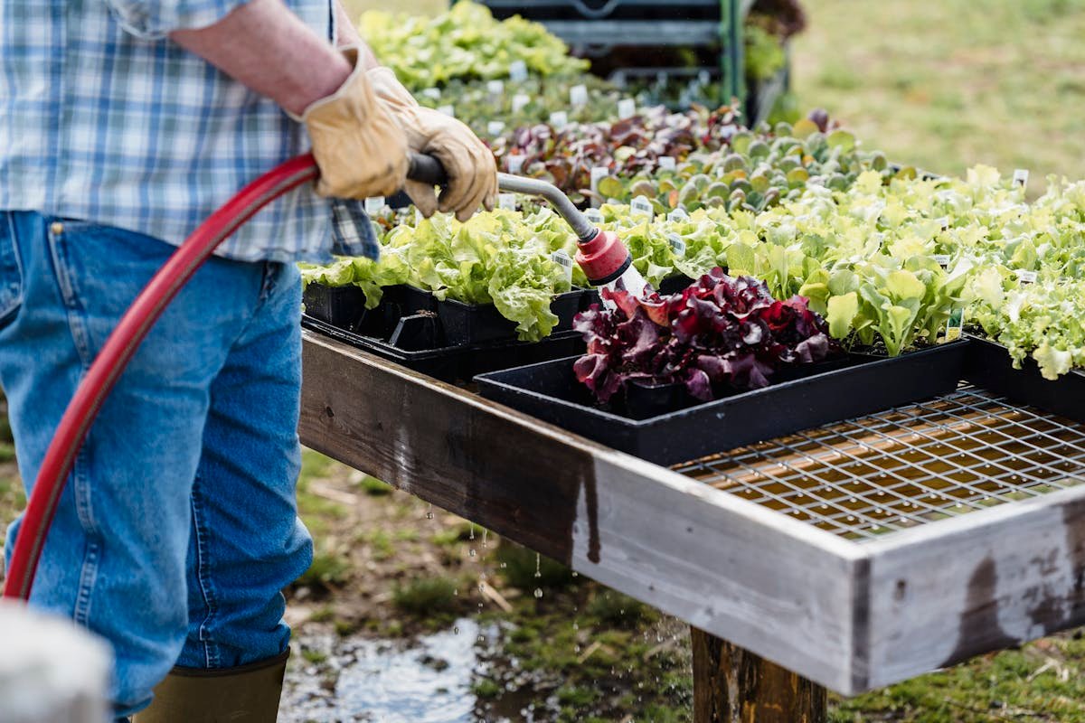 A farmer waters trays of lettuce and vegetables in an outdoor garden, promoting organic farming.