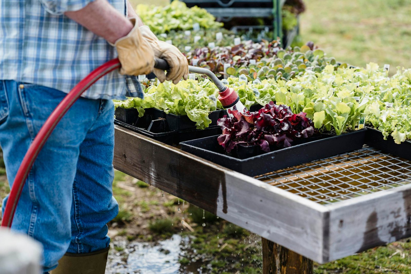 Quick-Growing Vegetables for Impatient Patio Gardeners