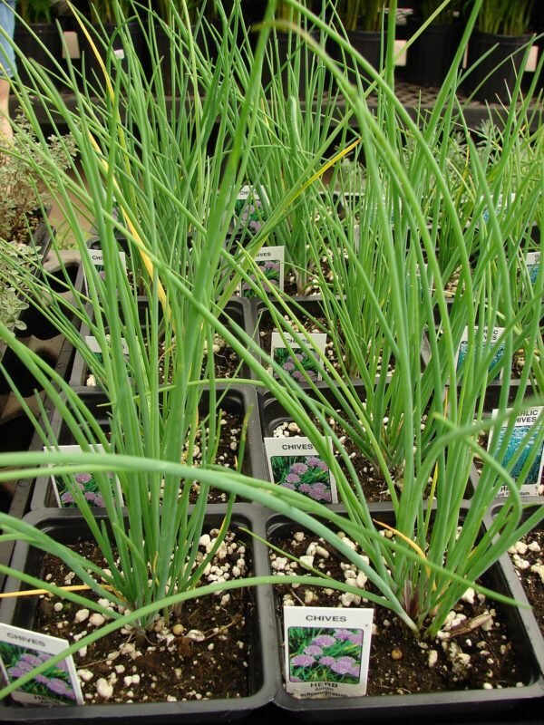 chive plants in pots