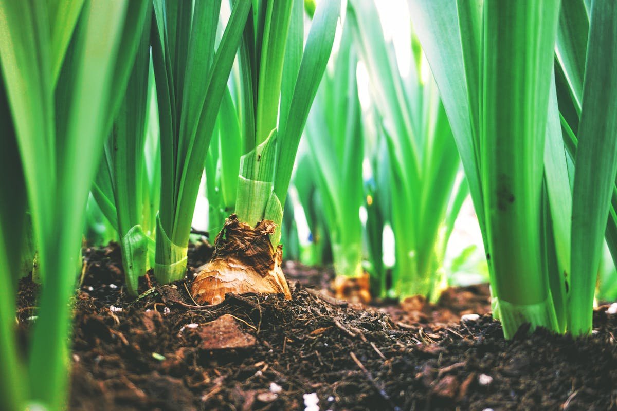 Close-up view of green onion plants thriving in rich soil, showcasing agricultural growth. Quick-Growing Vegetables for Impatient Patio Gardeners