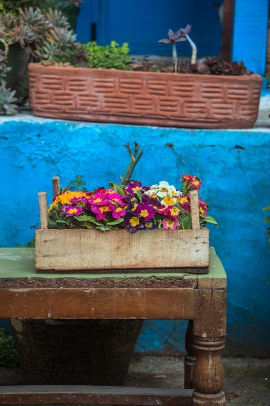 Colorful pansies in a wooden box on a rustic table with a blue background, capturing nature's beauty.