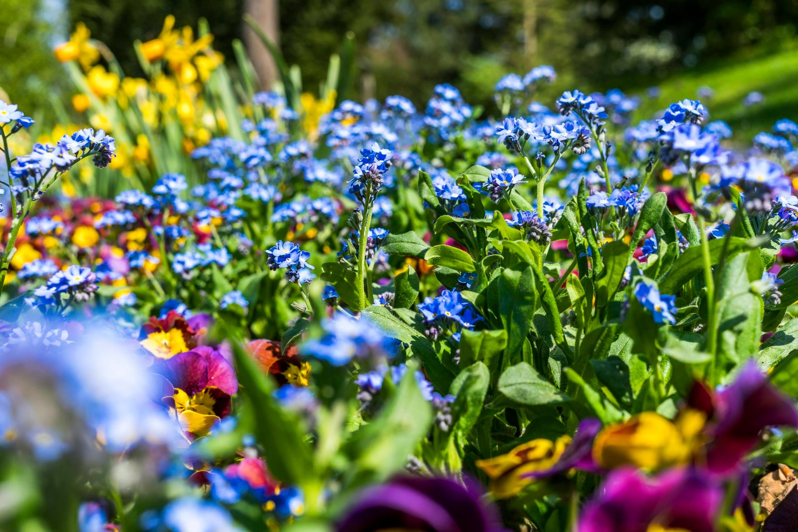 Colorful wildflowers in full bloom under the bright daylight, showcasing nature's beauty.