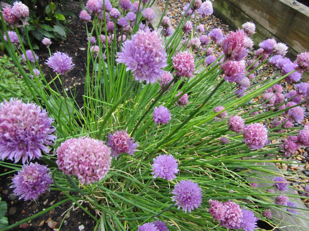 Chives in a pot with purple blooms