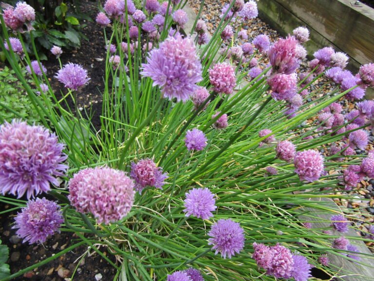 Chives in a pot with purple blooms