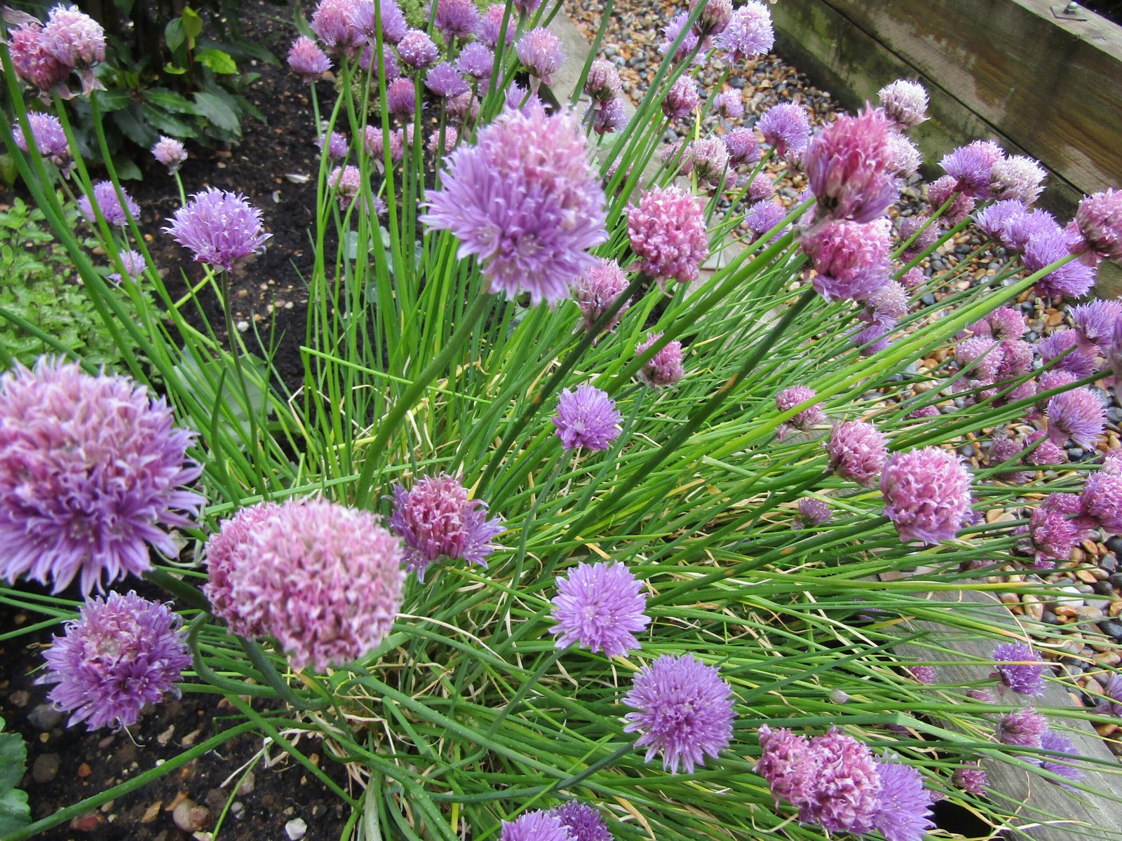7 Must-Have Herbs to Grow in Your Patio Garden