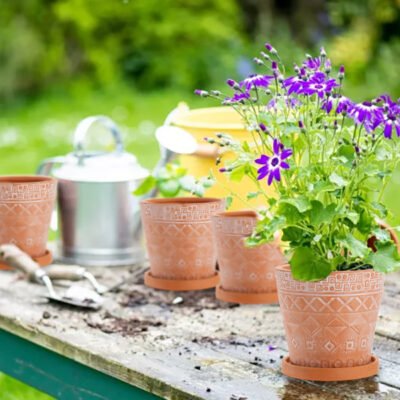 flowers in terracotta pots