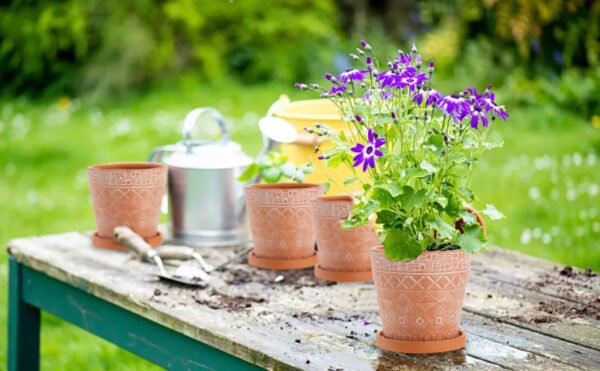 flowers in terracotta pots