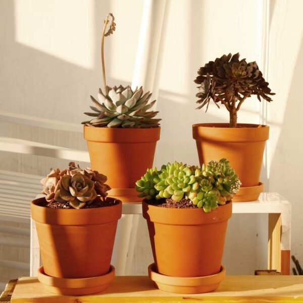 6" Terracotta Pots - Image 2